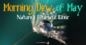 The Morning Dew of May. The Ultimate Nature's Elixir