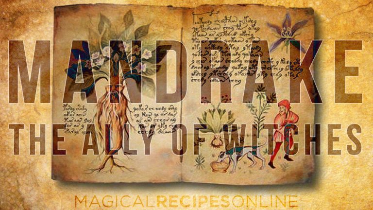 Herb Analysis: Mandrake, greatest ally of witches