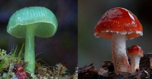 wonderful photographs of Mushrooms