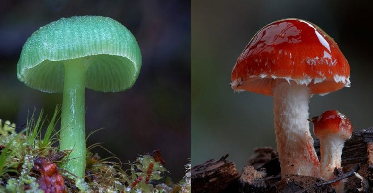 Mushrooms, the gate of Fairies – 10 stunning photos