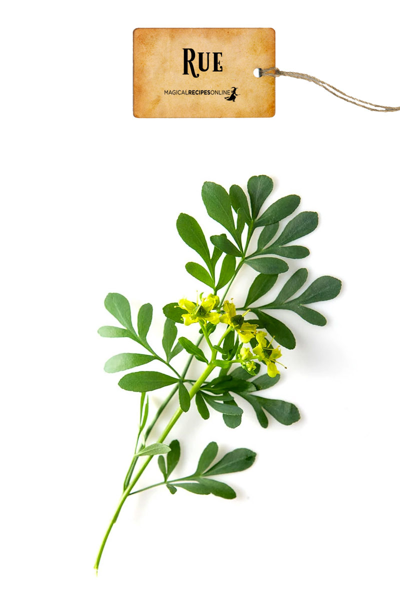 buy rue