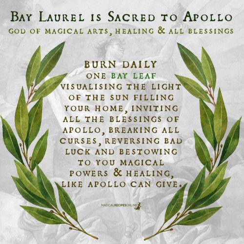 Bay Laurel and its Magical Properties Magical Recipes Online