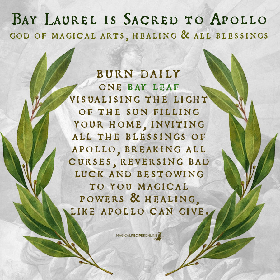 Bay laurel's leaves are filled with Apollo’s (Sun’s) energy. Creative energy, Cleansing energy, Clairvoyantenergy.