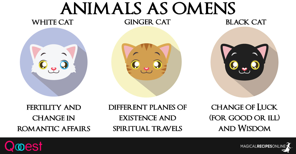 10 Animals as Omens when they cross your path