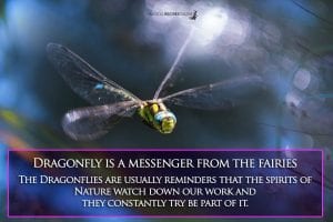 dragonfly is a spirit messenger from the fairies