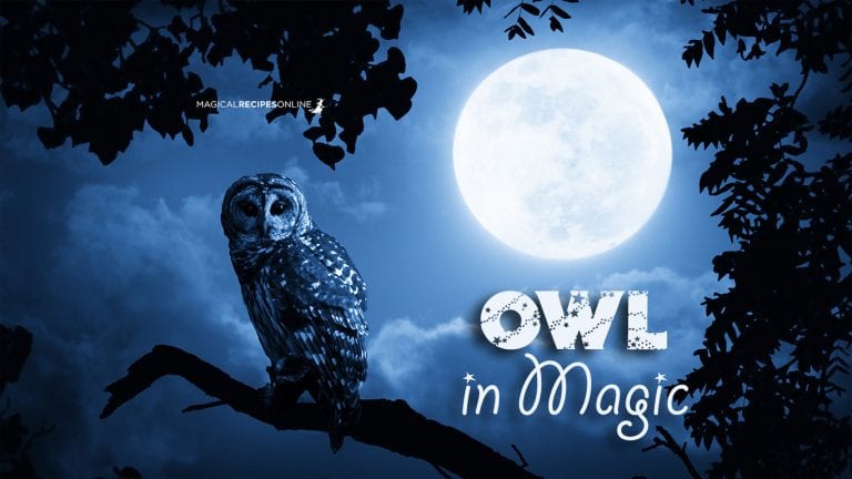 Archetype Totem Animal: Owl, the wise
