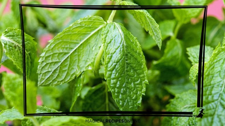 Herbal Magic Analysis: Peppermint, the Vampire Repellent