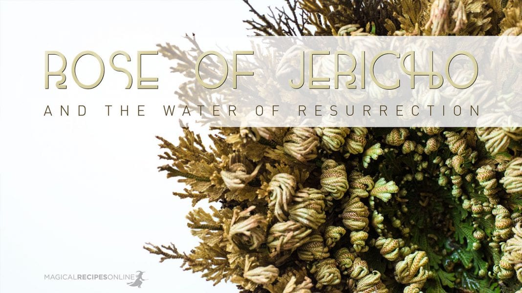 Rose of Jericho and the Water of Resurrection Magical Recipes Online