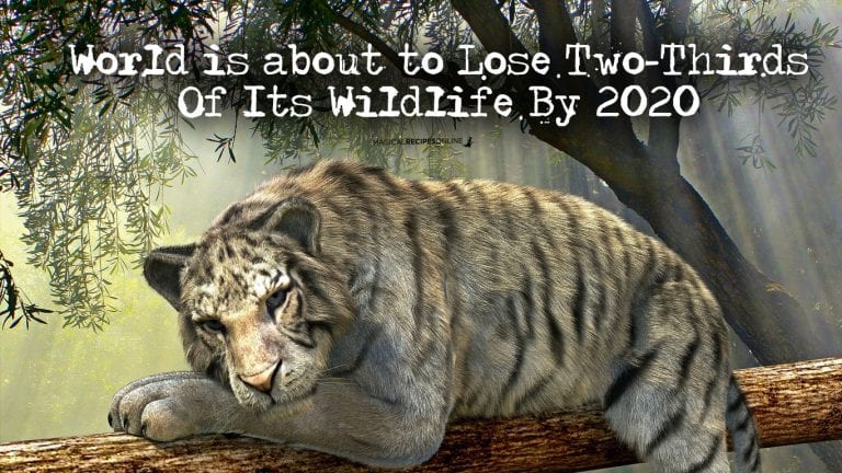 World is about to Lose Two-Thirds Of Its Wildlife By 2020