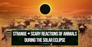 Pets & Animals Reactions during the Solar Eclipse