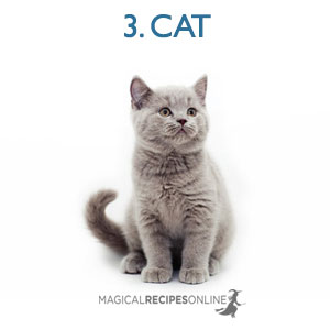 cat shapeshift