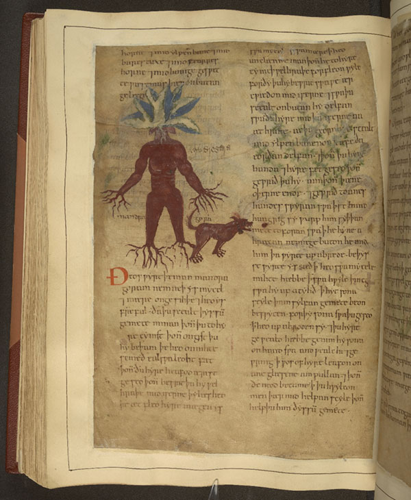 mandrake old manuscript