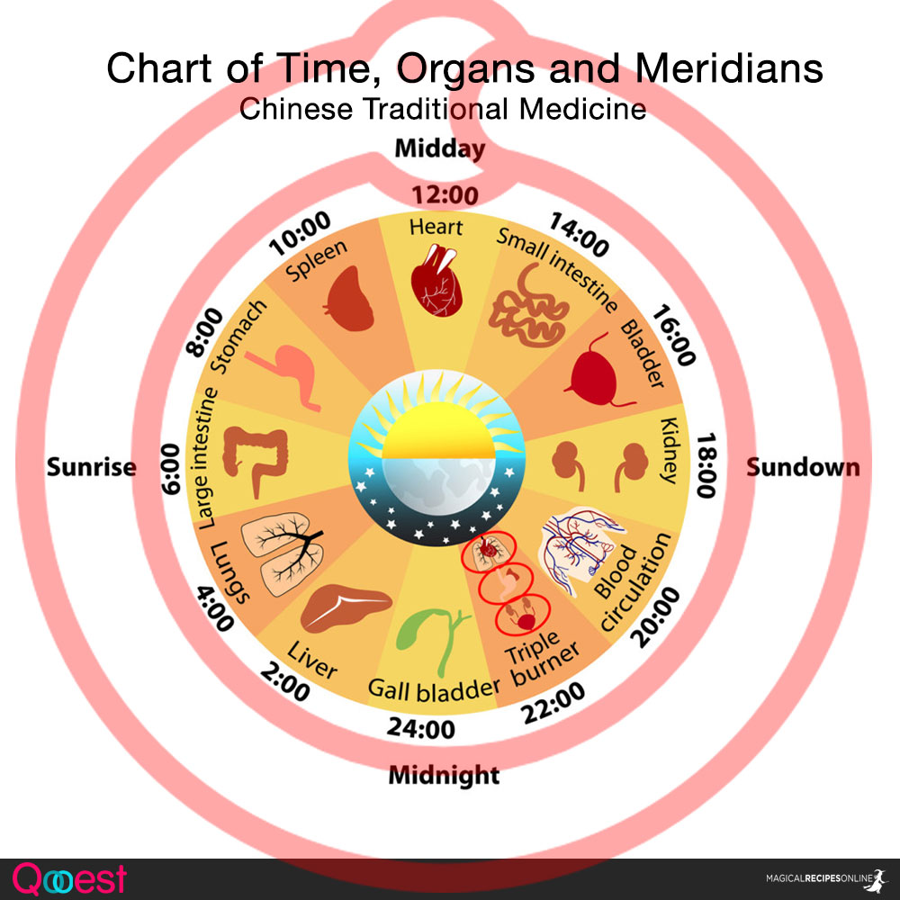 Chart of Meridians, time and organs. Traditional Chinese Medicine and Acupuncture. 