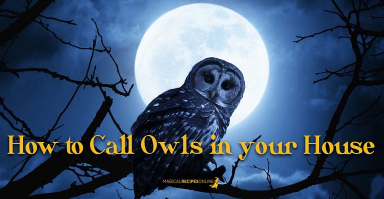 How to Call Owls to Your Yard