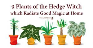 9 Plants that Radiate Good Magic at Home