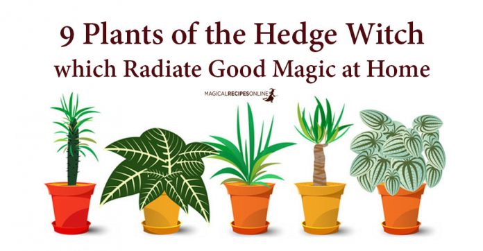 9 Plants that Radiate Good Magic at Home