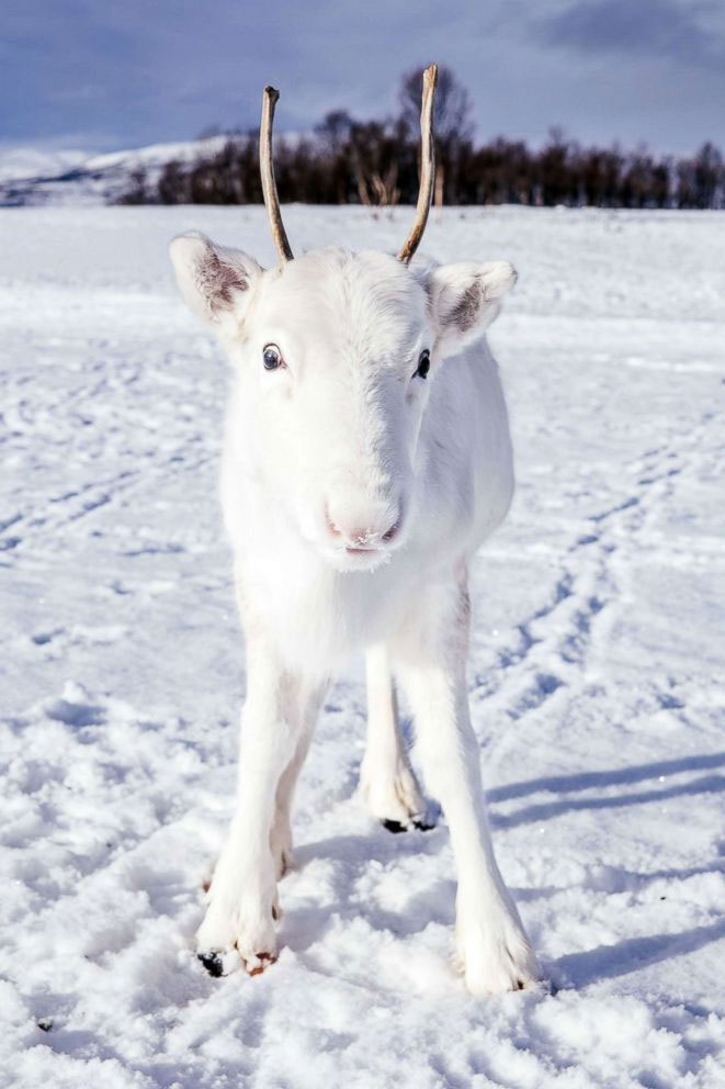 Rare White reindeer spotted in Norway - an Omen? Mads Nordsveen / Instagram