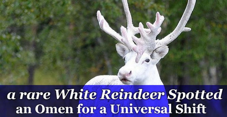 Rare White reindeer spotted in Norway – an Omen?