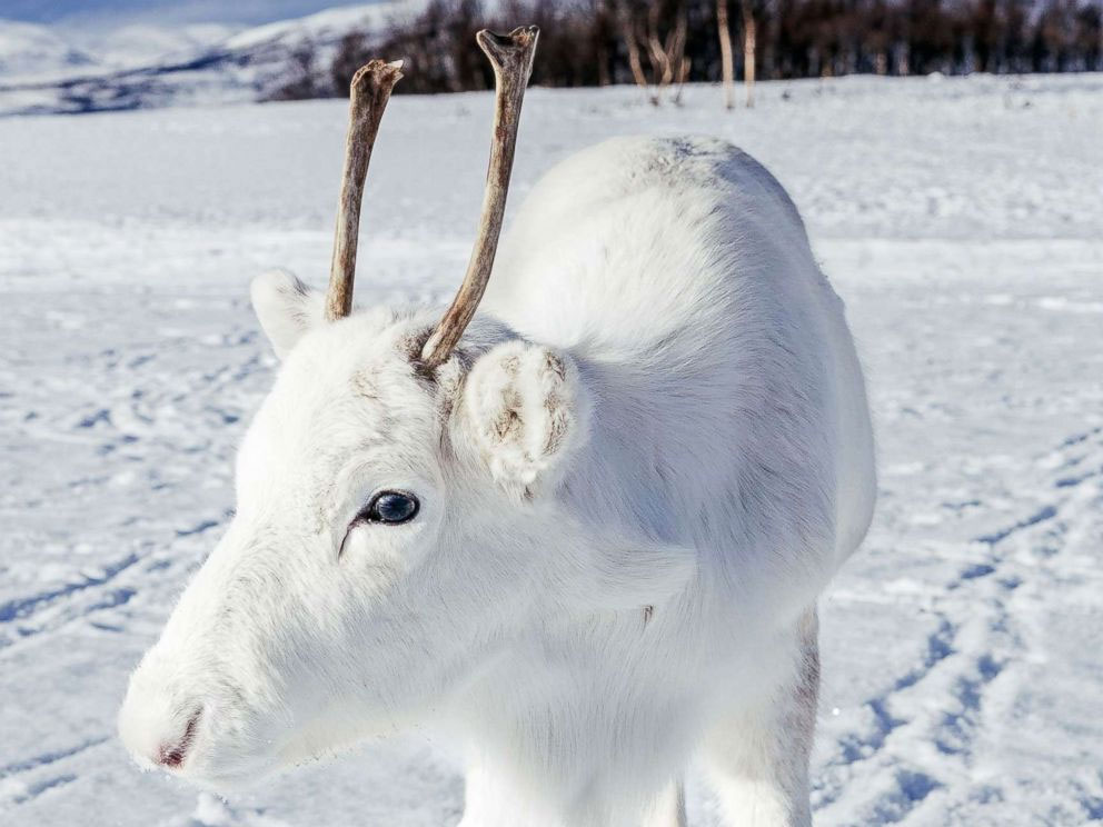 Rare White reindeer spotted in Norway - an Omen? Mads Nordsveen / Instagram