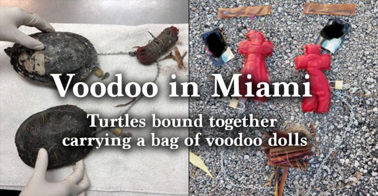 Voodoo in Miami – Turtles bound together carrying a bag of voodoo dolls