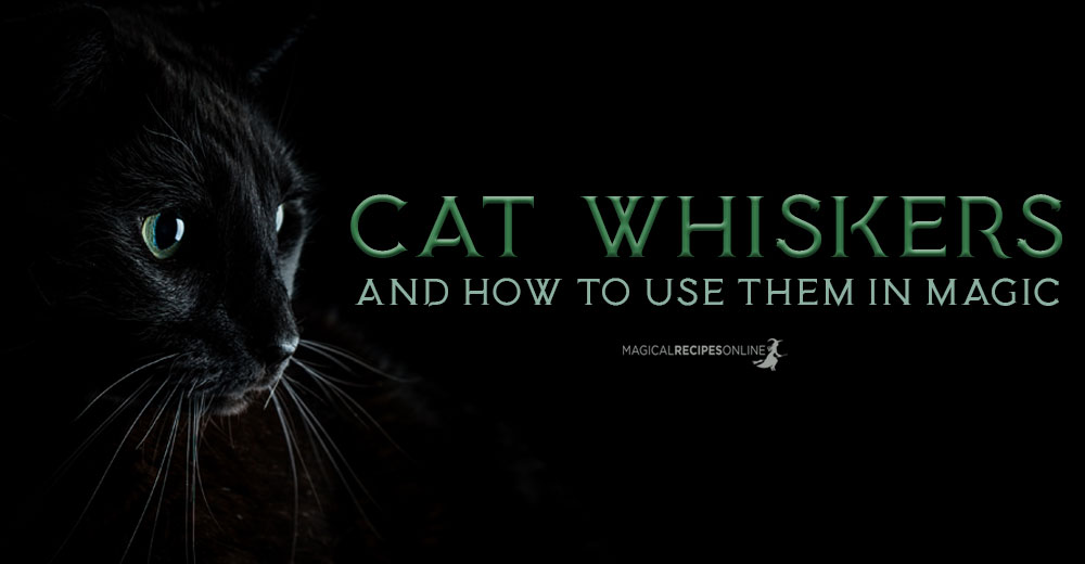 Cat Whiskers & Witchcraft