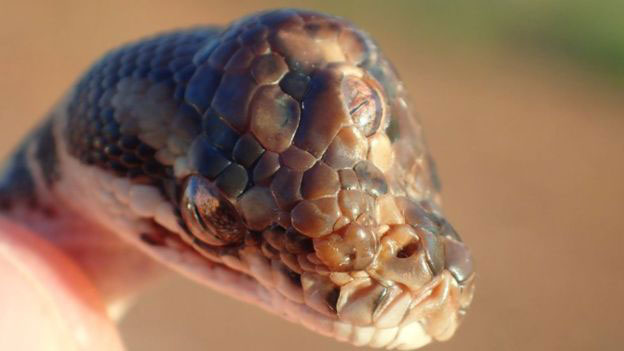 Three Eyed Snake Found - An omen of Cosmic Shift