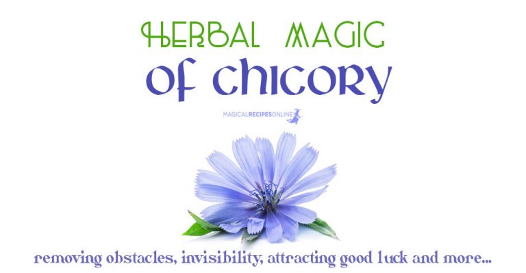 Herbal Magic of Chicory