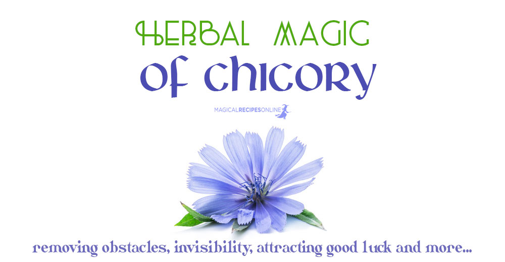 According to old grimoires, chicory is a marvellous herb. However, it needs to be treated in a special way in order to be potent.