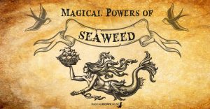 SeaWeed and its Magical Uses