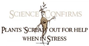 Science Confirms: Plants 'Scream' out for help when in Stress