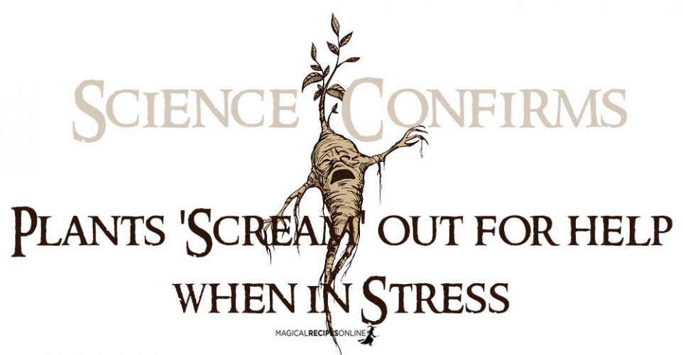 Science Confirms Plants 'Scream' out for help when in Stress Magical