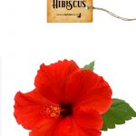 hibiscus-dried
