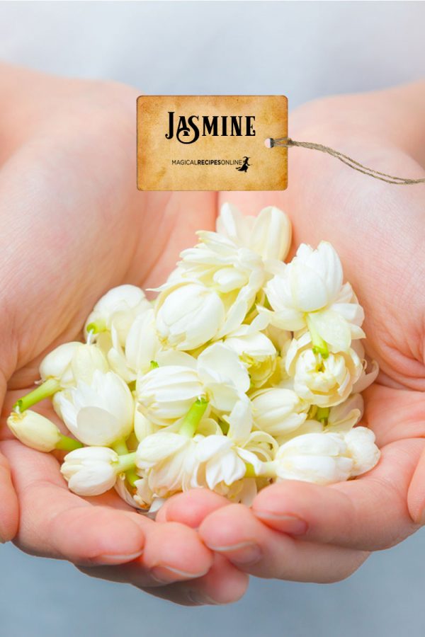 jasmine-1.jpg