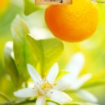 orange-blossoms-1.jpg