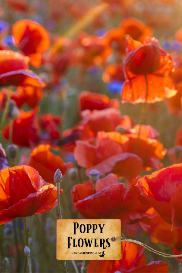 poppy-flowers-3.jpg
