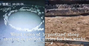 Weird video of 'hypnotized' sheep moving in perfect circles for two weeks
