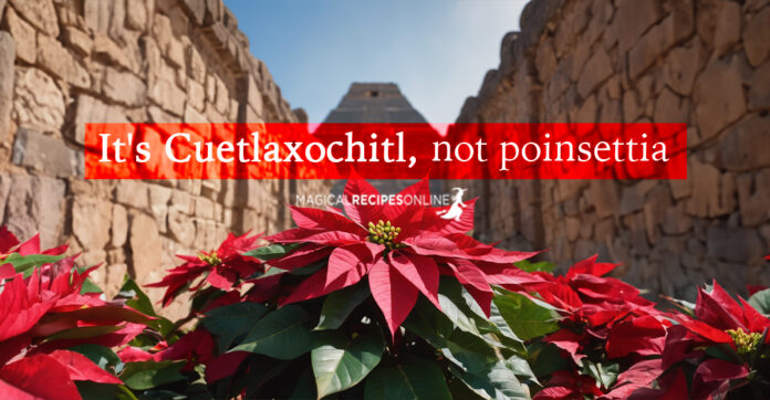 It's Cuetlaxochitl, not poinsettia - not a Christmas plant, it's an Aztec Solstice Plant